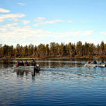 69 Tanja Kyykk_ Waterfowl registrations in Pasvik 2007.JPG